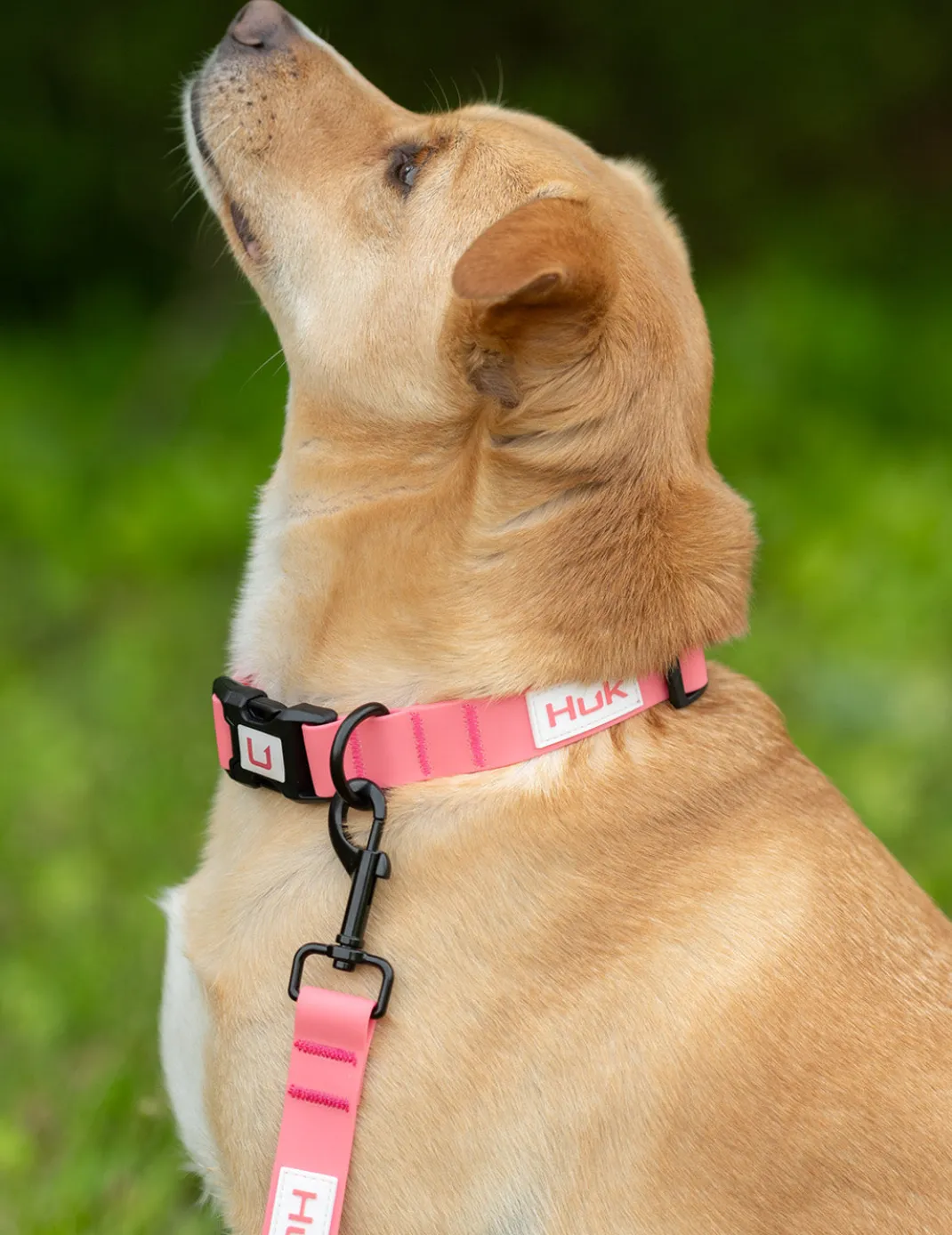 Waterproof Dog Leash